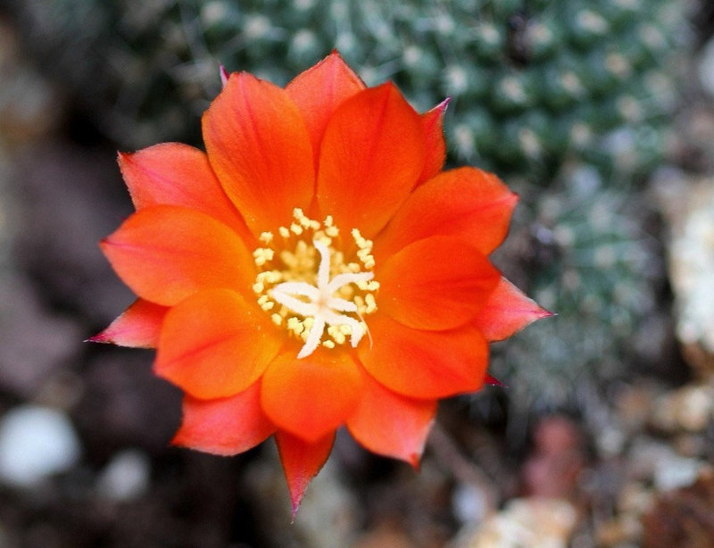 Fleur de Rebutia 2