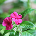 Impatiens goutte-de-sang (4)