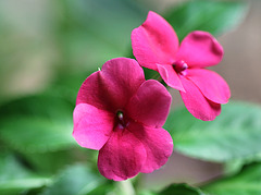 Impatiens goutte-de-sang (3)