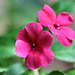 Impatiens goutte-de-sang (3)