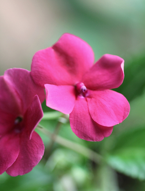 Impatiens goutte-de-sang (2)