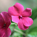 Impatiens goutte-de-sang (2)