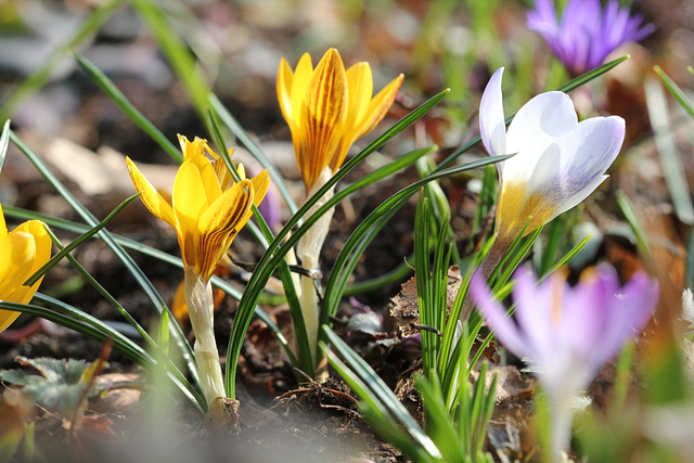 Crocus chrysanthus "gypsy girl " et  autres