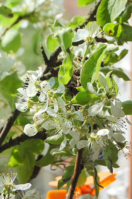 flormomento