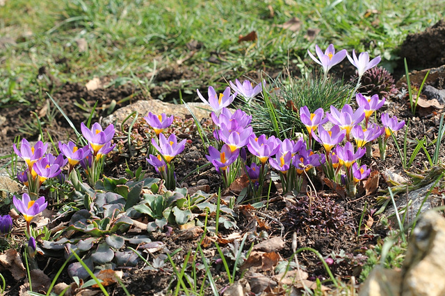 crocus en bande-Crocus sieberi tricolor