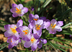 crocus sieberi "firefly"