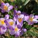 crocus sieberi "firefly"