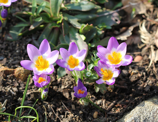 crocus sieberi tricolor