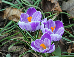 Crocus grandes fleurs "Pickwick"