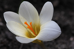 Crocus chrysanthus blanc crème