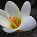 Crocus chrysanthus blanc crème