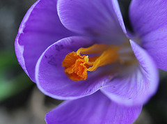 Crocus (2)