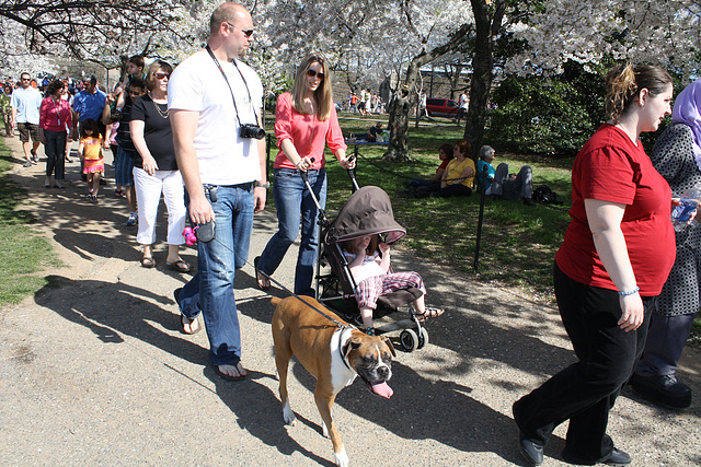 69.CherryBlossomFestival.TidalBasin.SW.WDC.1April2010