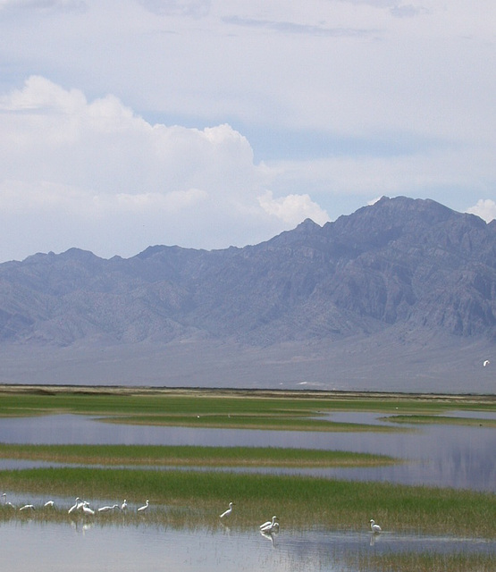 Pony Express Trail, Fish Springs NWR 655a