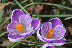 Crocus grandes fleurs "Pickwick"