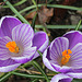 Crocus grandes fleurs "Pickwick"