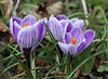 Crocus grandes fleurs "Pickwick"