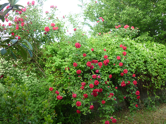 Rosier à Limoux