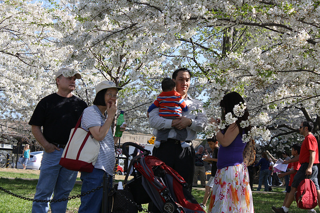 76.CherryBlossomFestival.TidalBasin.SW.WDC.1April2010