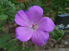 géranium sanguinéum P4261389