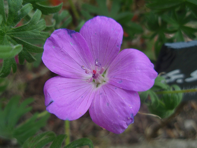 géranium sanguinéum P4261389