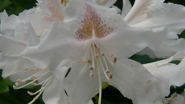 Rhododendron-Makro