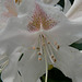 Rhododendron-Makro