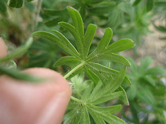 géranium sanguinéum P4261391