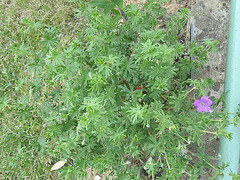 géranium sanguinéum P4261392