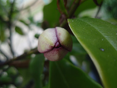 michélia figo P4261386 michélia figo P4261386