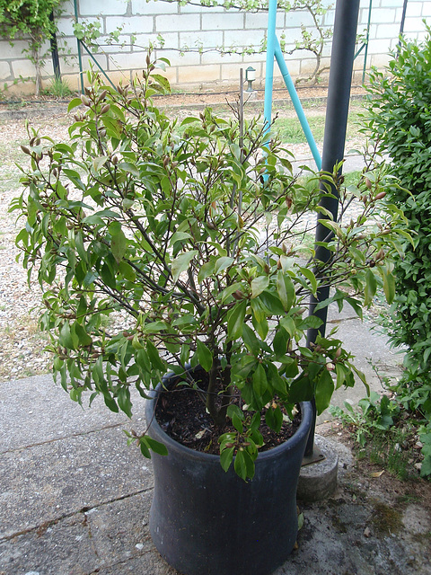 michélia figo P4261387