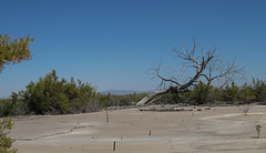 Topaz Internment Camp (1220)