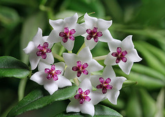 Hoya bella