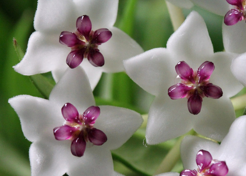 Hoya bella
