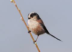 Long-tailed tit 3