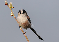 Long-tailed tit 2