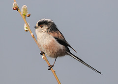 Long-tailed tit 1
