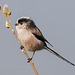 Long-tailed tit 1