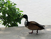 IMG 4210 auf Mainau