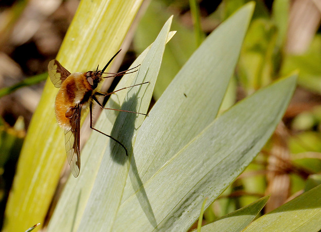 Bombylius major