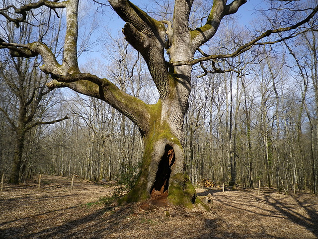 l'arbre des maitres sonneurs