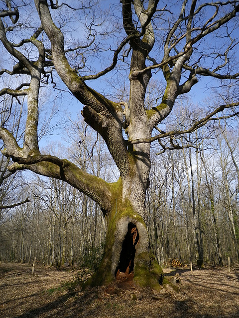 l'arbre des maitres sonneurs