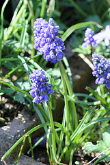 muscari armeniacum double