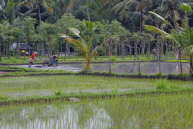 Working at a Balinese paddy field