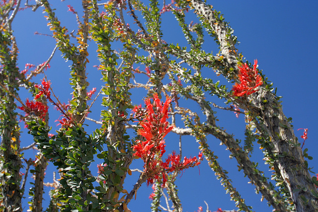 Ocotillo (0109)