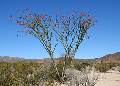 Ocotillo (0110)