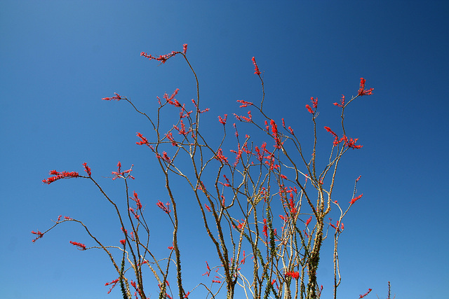 Ocotillo (0111)