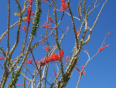 Ocotillo (0112)