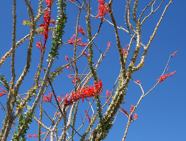 Ocotillo (0112)