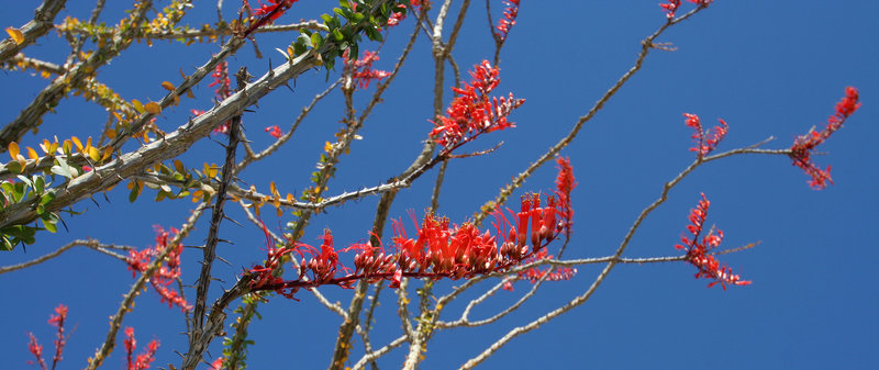 Ocotillo (0113)